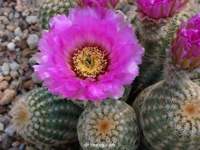 Echinocereus reichenbachii var. oklahomensis