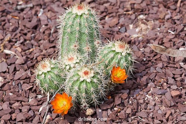 大洋虾 Echinocereus pacificus