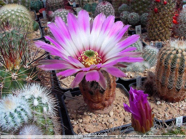 Echinocereus pailanus