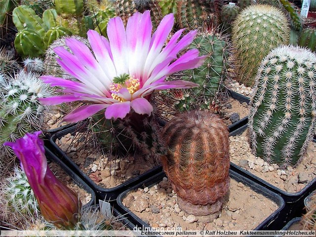 Echinocereus pailanus