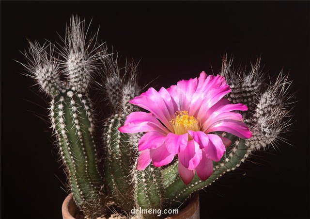 春高楼 Echinocereus palmeri