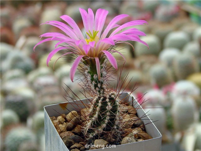 春高楼 Echinocereus palmeri