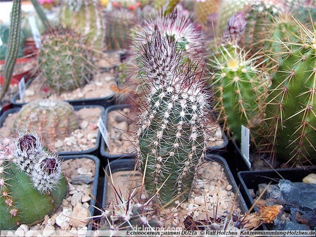 春高楼 Echinocereus palmeri