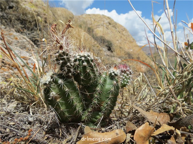 春高楼 Echinocereus palmeri