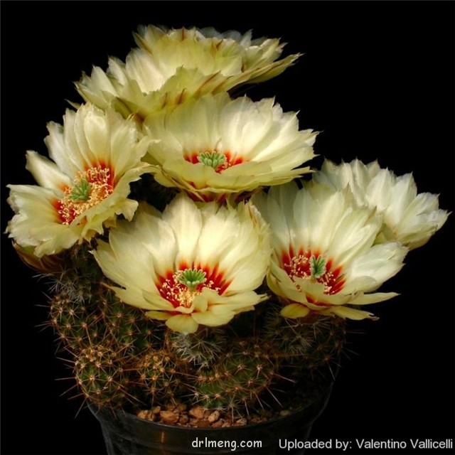 华山 Echinocereus papillosus