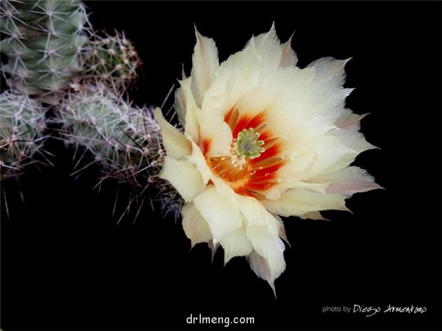 华山 Echinocereus papillosus