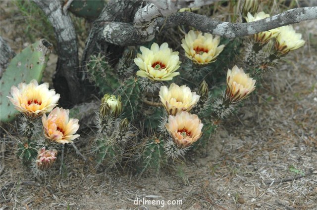 华山 Echinocereus papillosus