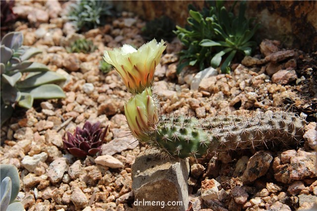 华山 Echinocereus papillosus