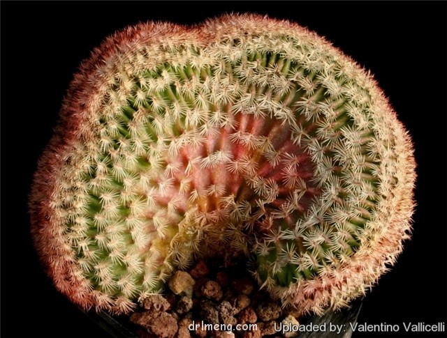 Echinocereus pectinatus f. cristatus1