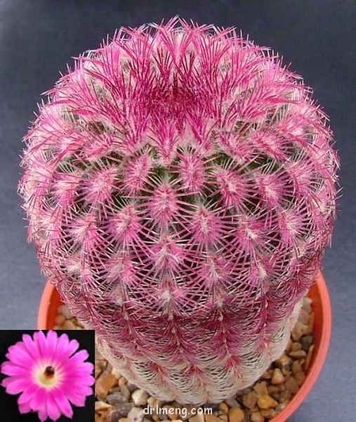 三光丸 Echinocereus pectinatus