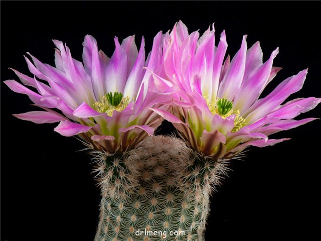 三光丸 Echinocereus pectinatus