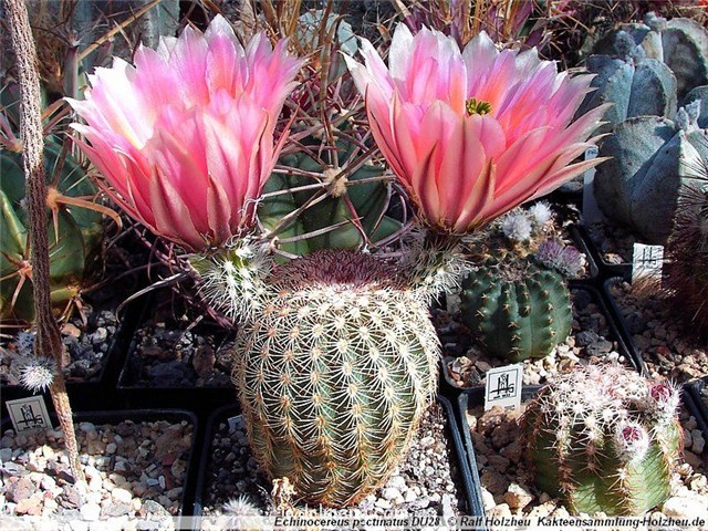 三光丸 Echinocereus pectinatus