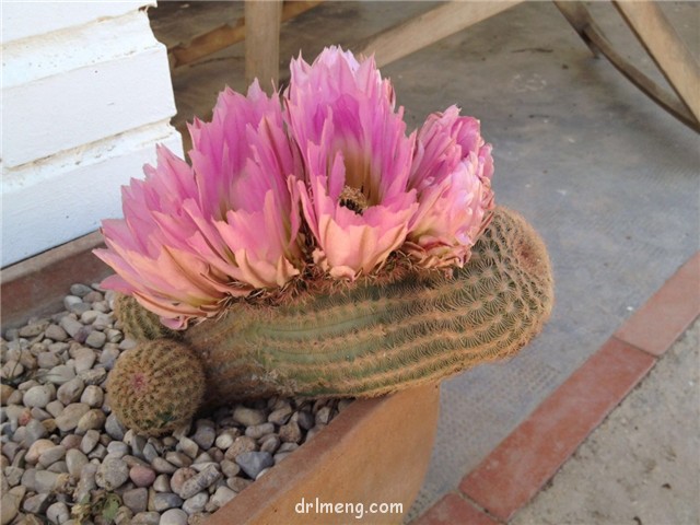 三光丸 Echinocereus pectinatus