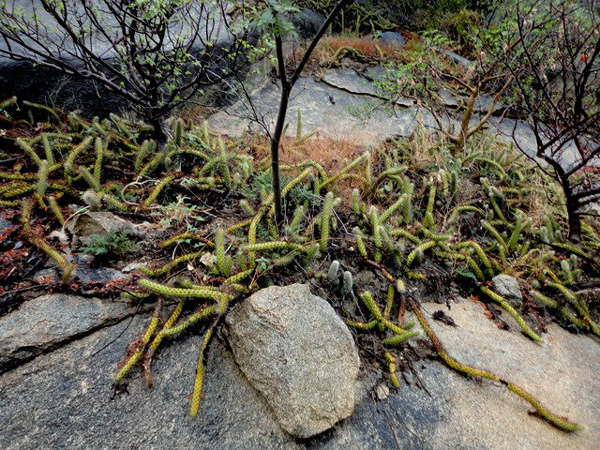 金字塔 Echinocereus pensilis