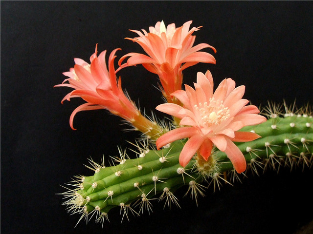 金字塔 Echinocereus pensilis