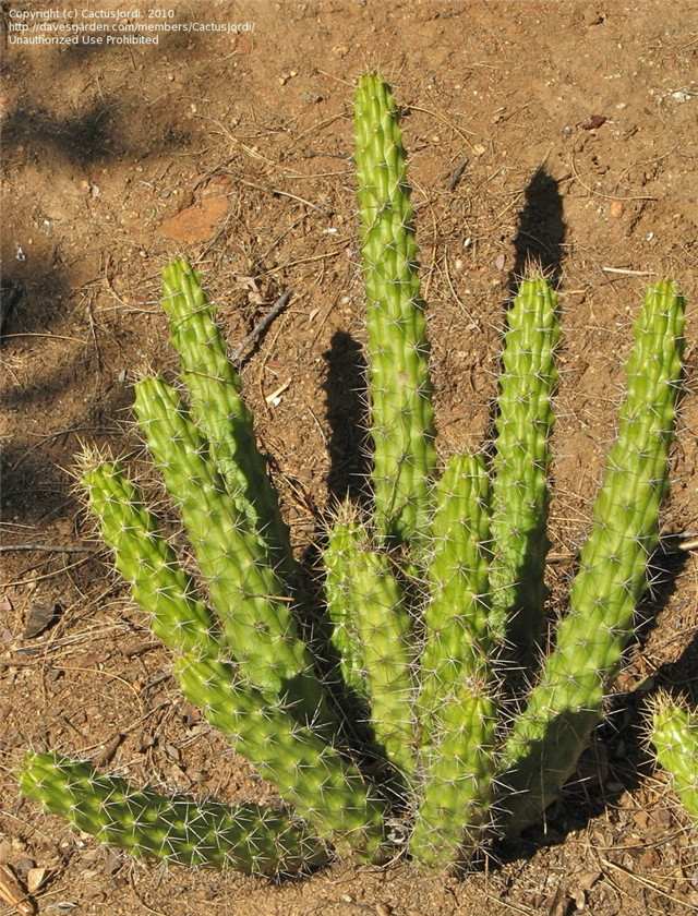 金字塔 Echinocereus pensilis