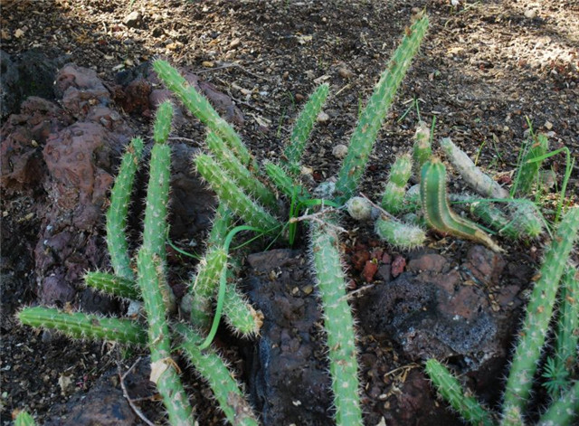 金字塔 Echinocereus pensilis