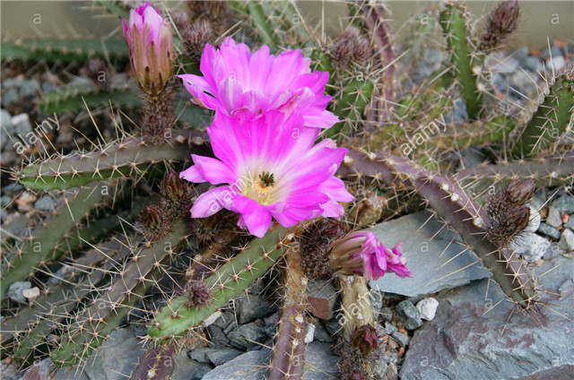 花簪/美花角 Echinocereus pentalophus