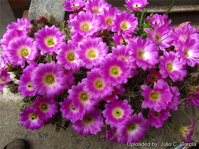 花簪/美花角 Echinocereus pentalophus