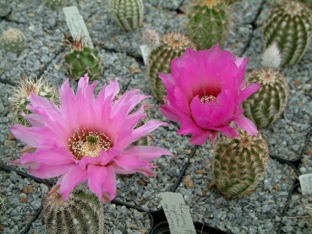 幸福虾 Echinocereus perbellus