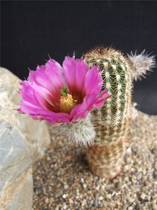 幸福虾 Echinocereus perbellus