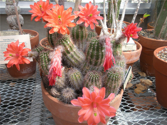 Echinocereus polyacanthus subs. huitcholensis