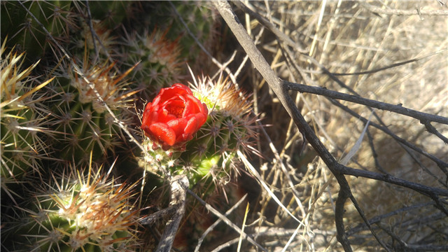 Echinocereus polyacanthus subsp. pacificus3