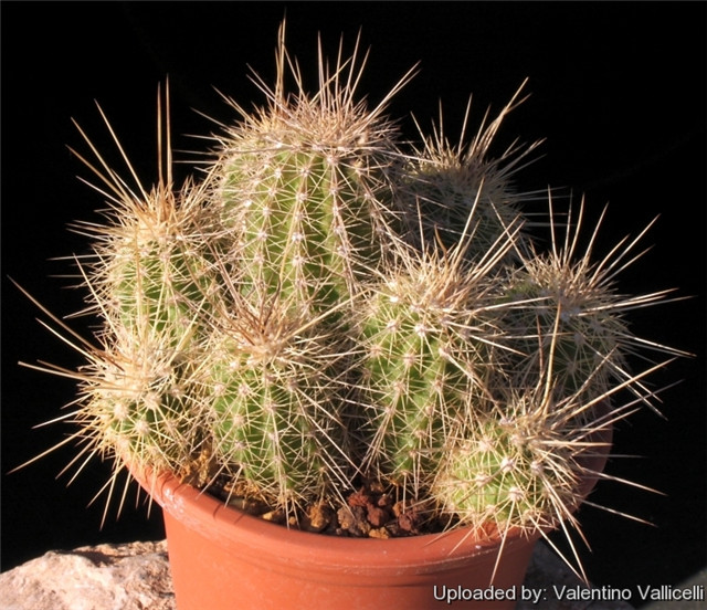 Echinocereus polyacanthus var. densus 