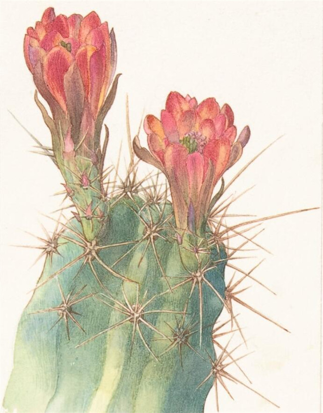 多刺虾 Echinocereus polyacanthus