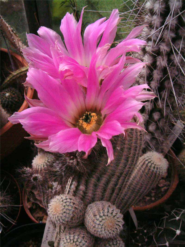 灯蛾 Echinocereus primolanatus