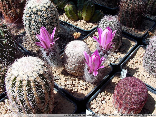 灯蛾 Echinocereus primolanatus