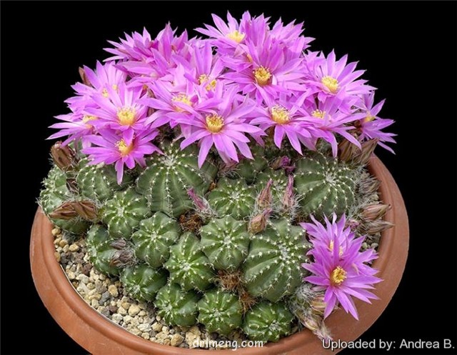 明石丸 Echinocereus pulchellus