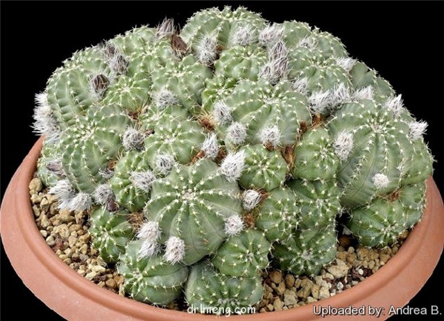 明石丸 Echinocereus pulchellus