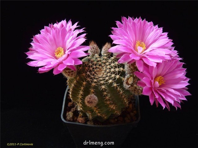 明石丸 Echinocereus pulchellus