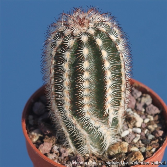 紅洋殿 Echinocereus purpureus