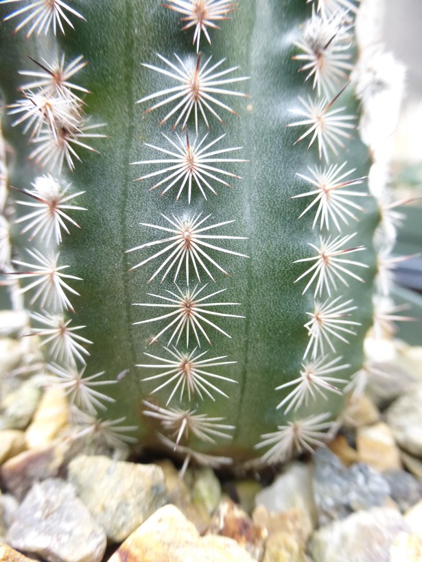 Echinocereus reichenbachii var. albertii