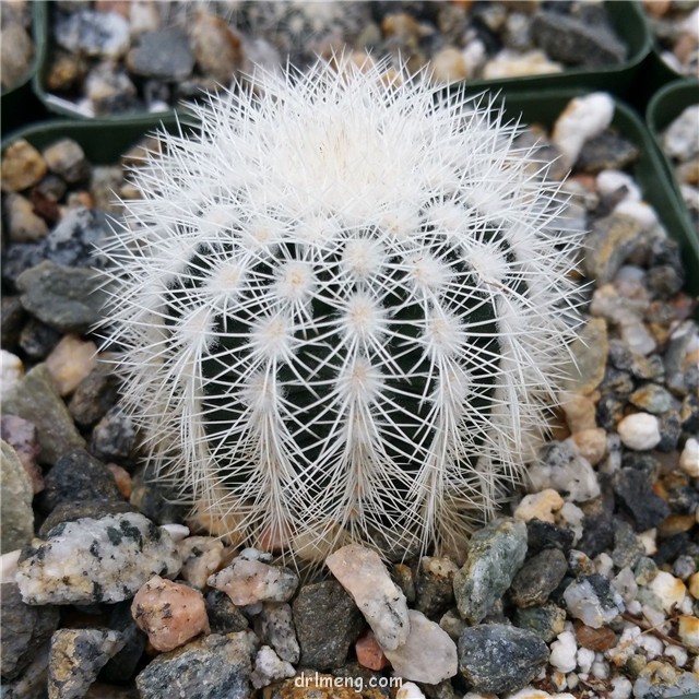 Echinocereus reichenbachii var. albispinus1