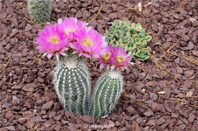 Echinocereus reichenbachii var. albispinus1