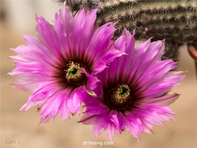 丽光丸 Echinocereus reichenbachii