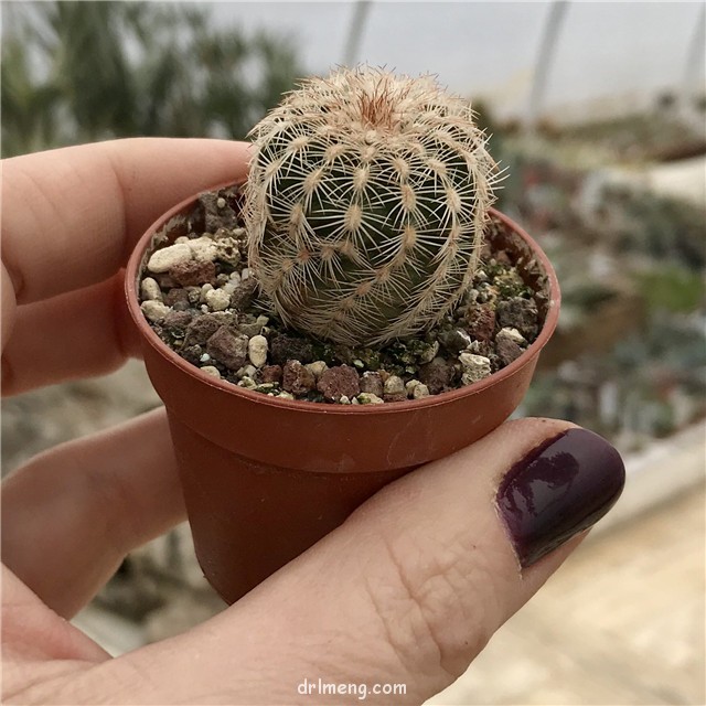 丽光丸 Echinocereus reichenbachii