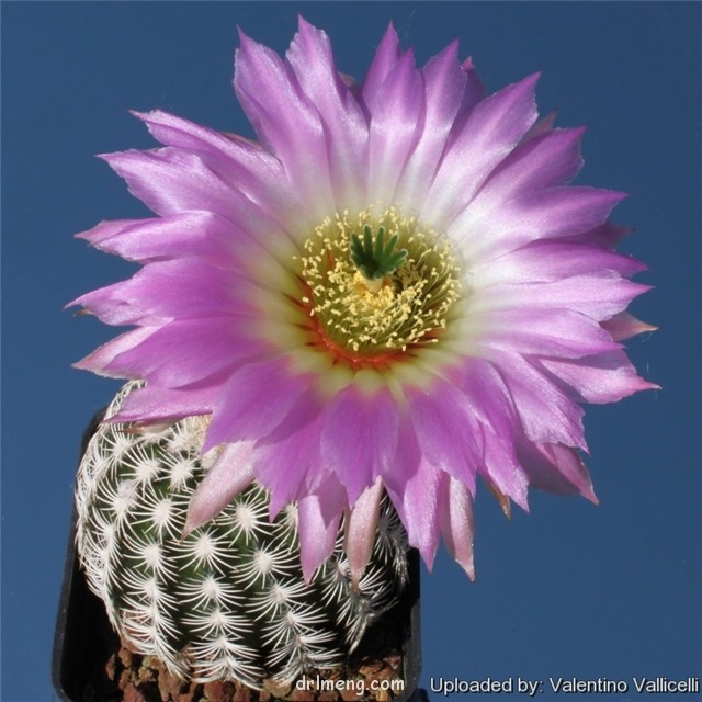 丽光丸 Echinocereus reichenbachii