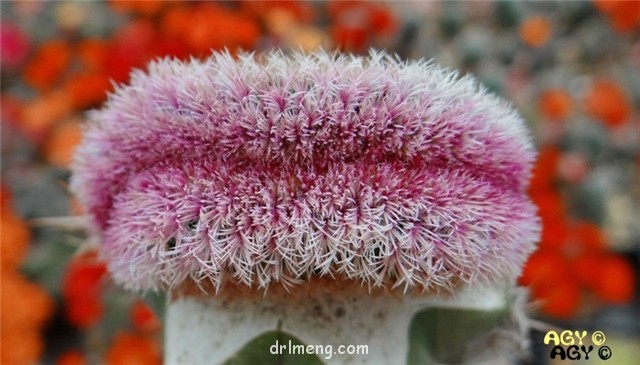 Echinocereus rigidissimus f. cristata1