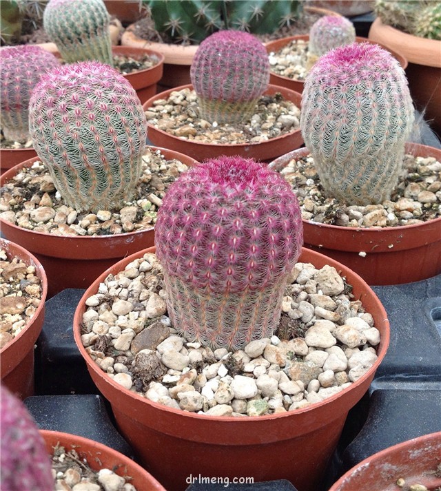 Echinocereus pectinatus var. rubispinus