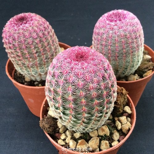 Echinocereus pectinatus var. rubispinus