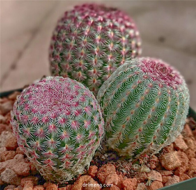 紫太阳 Echinocereus rigidissimus var. rubispinus