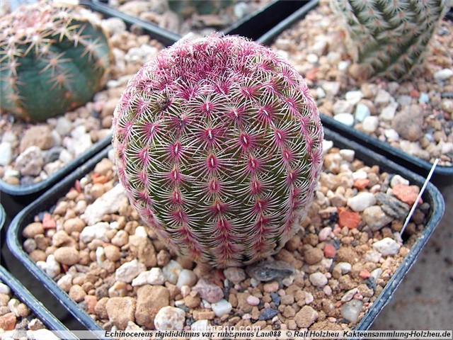 紫太阳 Echinocereus rigidissimus var. rubispinus