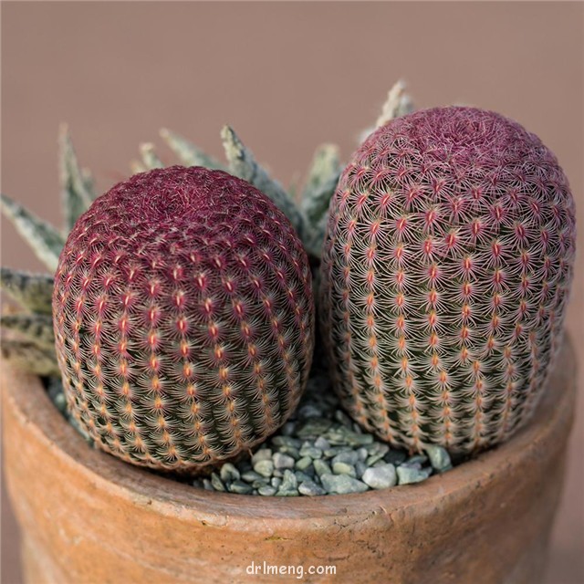 紫太阳 Echinocereus rigidissimus var. rubispinus