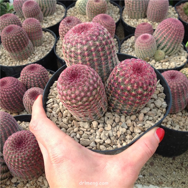 紫太阳 Echinocereus rigidissimus var. rubispinus