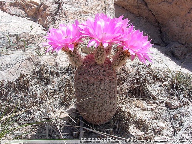 Echinocereus pectinatus var. rigidissimus