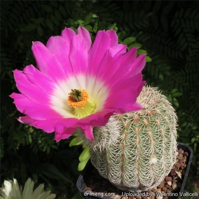 太阳 Echinocereus rigidissimus